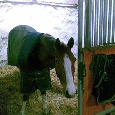 Hollandsk Sportspony Zandgat's El-Samber