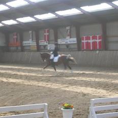 Hollandsk Sportspony Zandgat's El-Samber