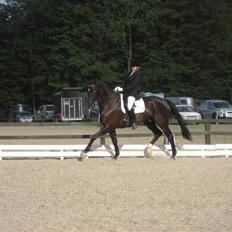 Dansk Varmblod Trøstruplunds Zorro *RIP*