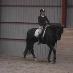 Dansk Varmblod Trøstruplunds Zorro *RIP*