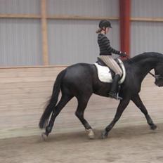 Dansk Varmblod Trøstruplunds Zorro *RIP*