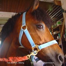 Welsh Mountain (sec A) Dorthealyst Glowworm / Sahra - *R.I.P*