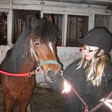 Welsh Mountain (sec A) Dorthealyst Glowworm / Sahra - *R.I.P*