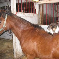 Welsh Mountain (sec A) Dorthealyst Glowworm / Sahra - *R.I.P*