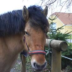 Anden særlig race Juvena