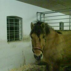 Anden særlig race Juvena