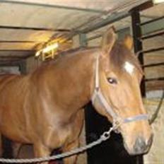 Trakehner Priamos (Passerhest)Solgt