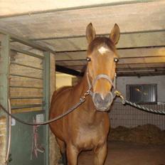 Trakehner Priamos (Passerhest)Solgt