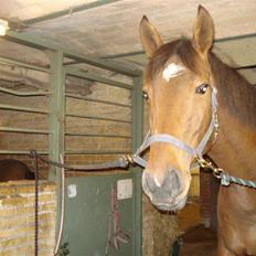 Trakehner Priamos (Passerhest)Solgt