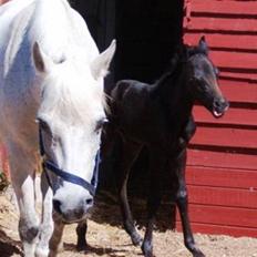 Anden særlig race Bella 