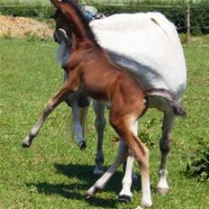 Anden særlig race Bella 