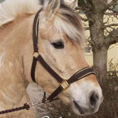 Fjordhest Laban *Min Bamse* <3