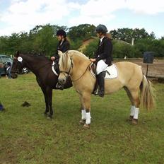 Fjordhest Luise-*R.I.P*