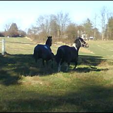 Anden særlig race Prins Kashmir SOLGT:'(