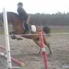 Anden særlig race Prins Kashmir SOLGT:'(