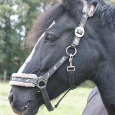 Anden særlig race Blackie