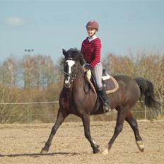 Anden særlig race Blackie