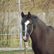 Anden særlig race Blackie