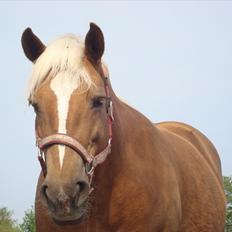 Haflinger Mille 