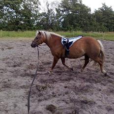 Haflinger Mille 