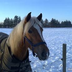 Haflinger Mille 