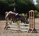 Haflinger Betti