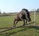 New Forest | Chap | Y-PONY