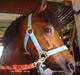 Welsh Mountain (sec A) Dorthealyst Glowworm / Sahra - *R.I.P*