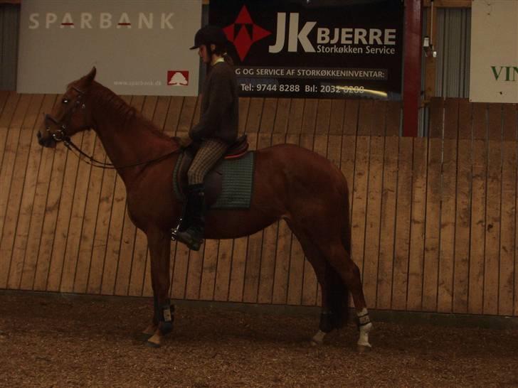 Fuldblod (XX) Pearl Harbor - Sådan så hun ud da jeg fik hende, er der nogen forskel? billede 7