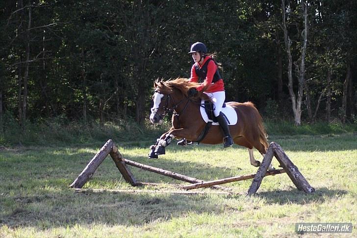 Welsh Pony (sec B) O'malley - Gamle hest -  foto: ECS billede 7