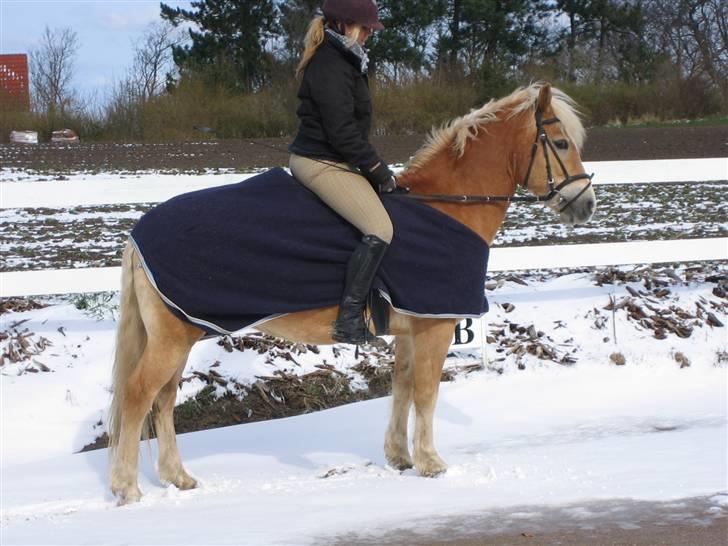 Haflinger Lucky - foto: far januar 2008 billede 4