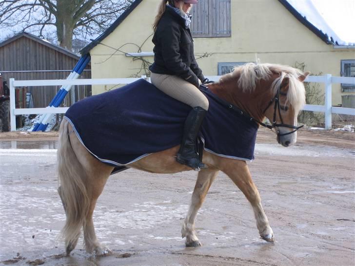 Haflinger Lucky - foto far: januar 2008 billede 5