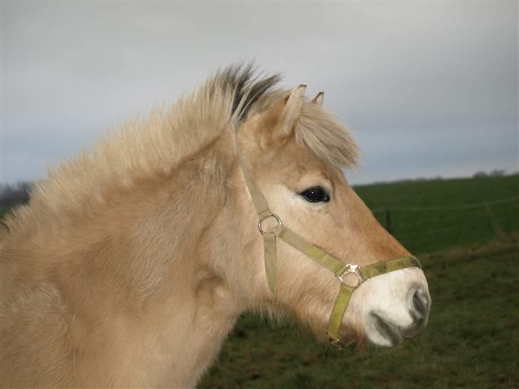 Fjordhest S.F. Mizty Halsnæs *SOLGT - Model Mizty :D billede 9