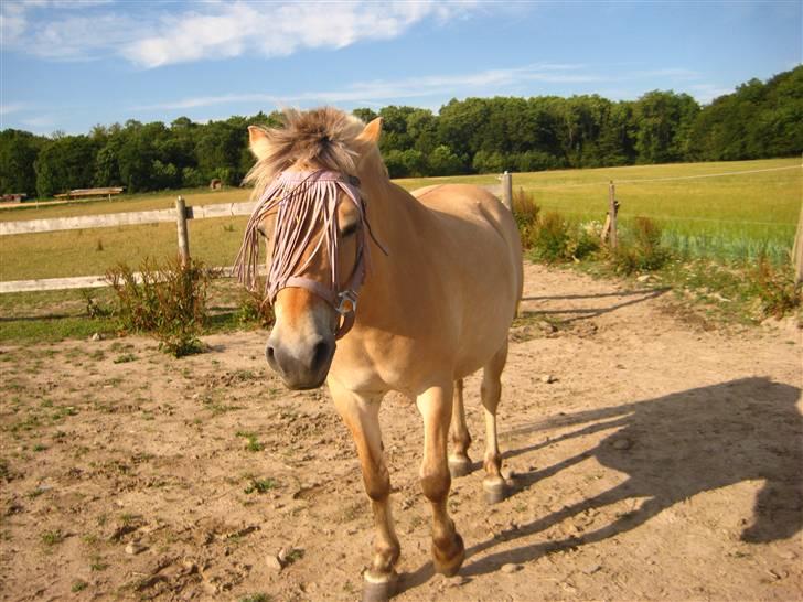 Fjordhest S.F. Mizty Halsnæs *SOLGT - på fold <33 billede 10