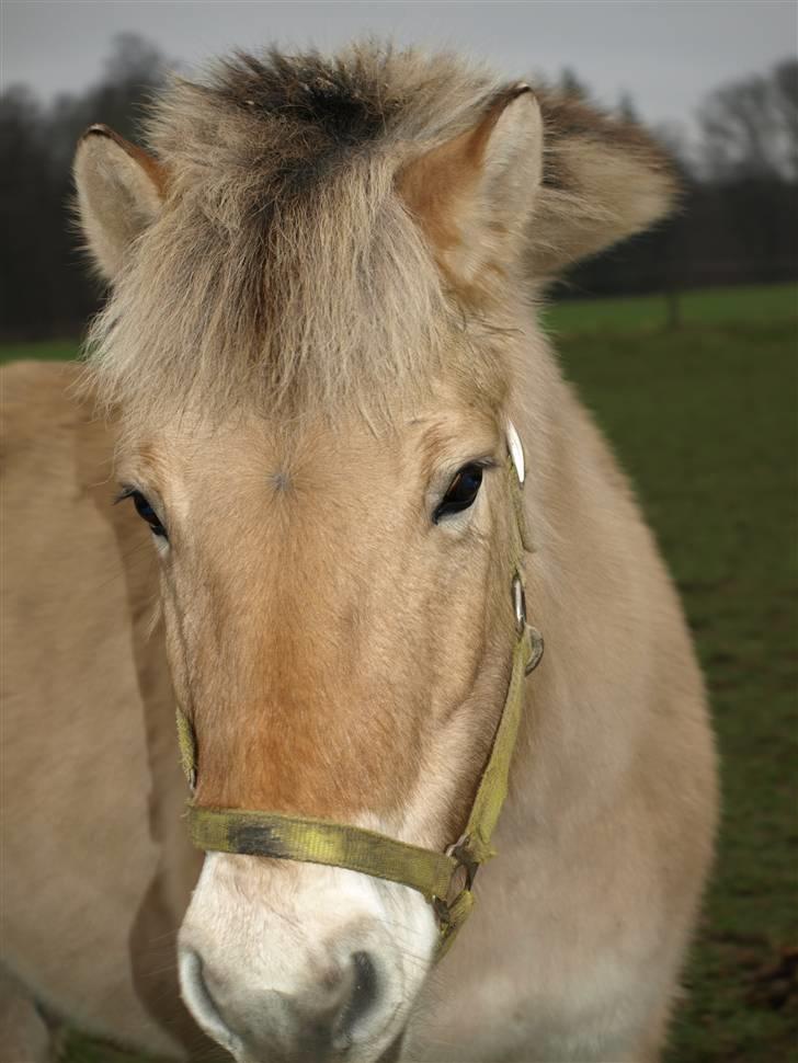 Fjordhest S.F. Mizty Halsnæs *SOLGT - <3 dejlige tøs billede 12