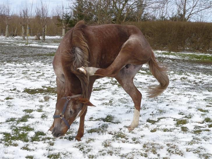 Appaloosa Rista - Det klør på loovehesten FOTO: Sarah Krog billede 9