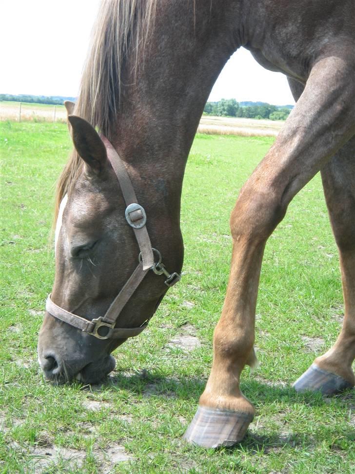 Appaloosa Rista - Rista´nista´nusta loovehest (L. FOTO: Sarah Krog billede 10