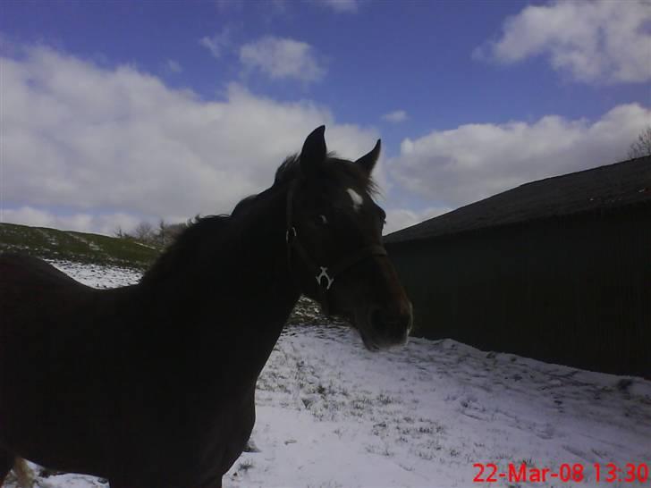 Anden særlig race Bremerholm´s Sunshine billede 7