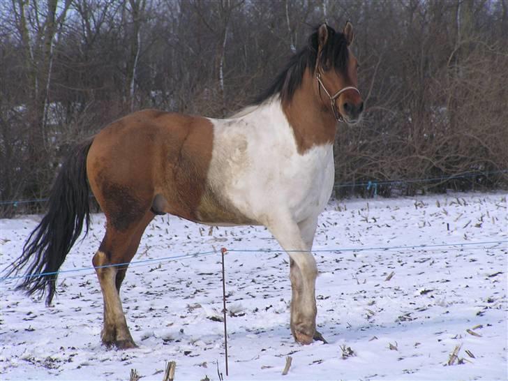 Pinto Østermarkens Tarzan - Tarzan  billede 16