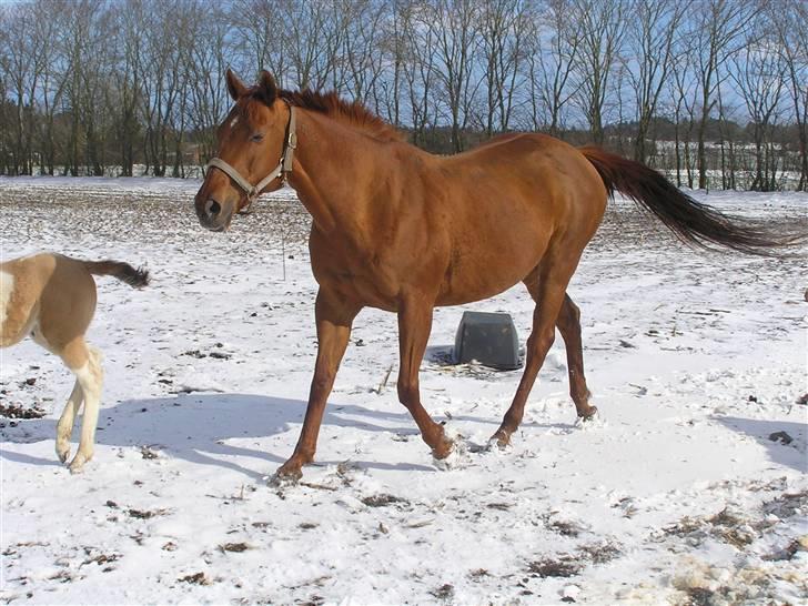 Anden særlig race Østermarkens Ginger - Ginger m. Adrienne på fold for 1. gang i sne :D billede 14