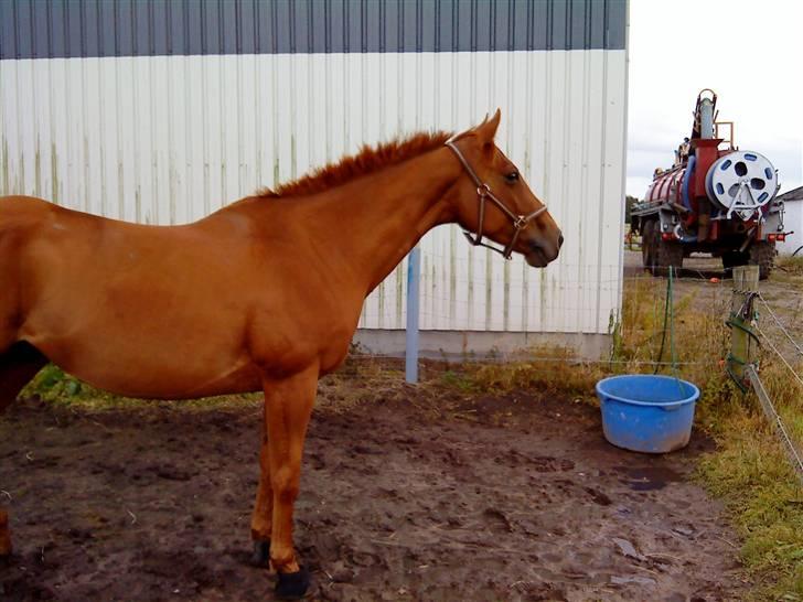 Anden særlig race Østermarkens Ginger - Ginge lytter efter Adrienne ) 13/8-08 billede 15