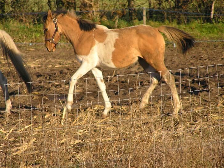 Pinto Østermarkens Adrienne - Adrienne i trav :) 5/11-08 billede 18