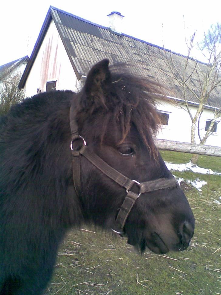 Shetlænder BOBBY - Bobby på fold.. billede 6