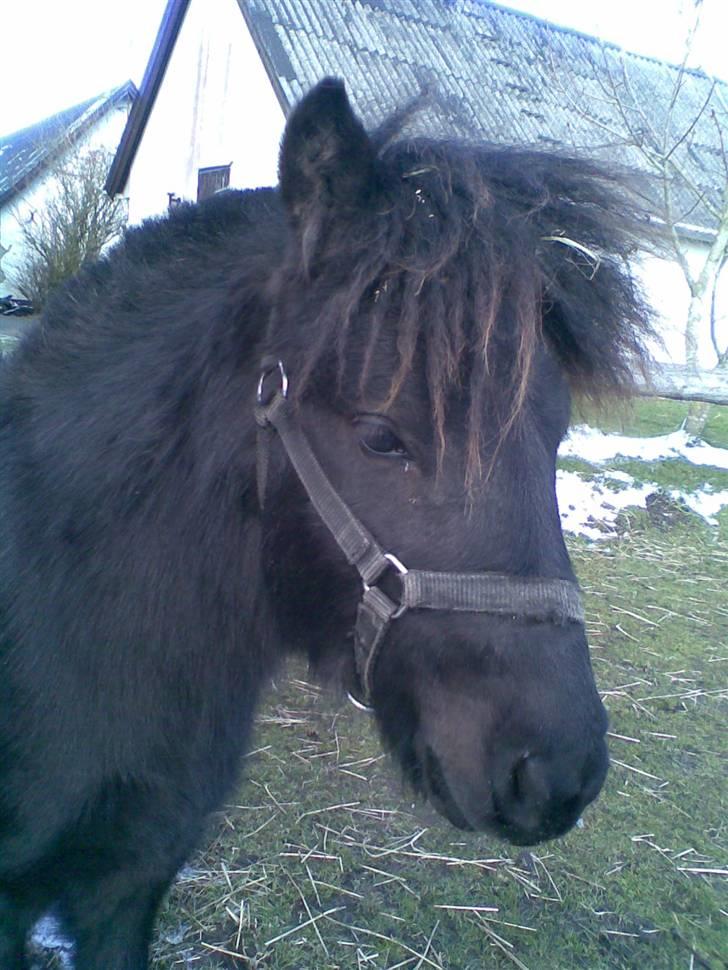 Shetlænder BOBBY - Bobby på fold.. billede 7