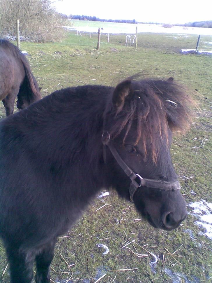 Shetlænder BOBBY - Bobby på fold.. billede 8