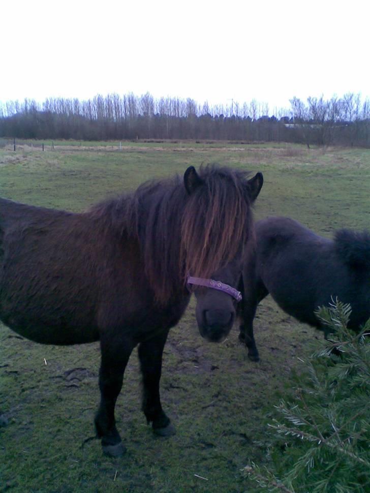 Shetlænder Trunde - Trunde og Bobby på fold billede 1