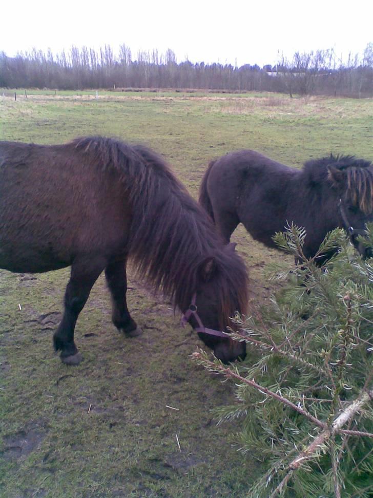 Shetlænder Trunde - Trunde og Bobby på fold billede 2