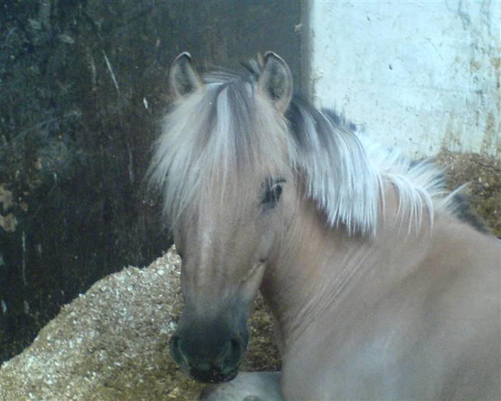 Anden særlig race daisy  - 9)slapper af billede 9