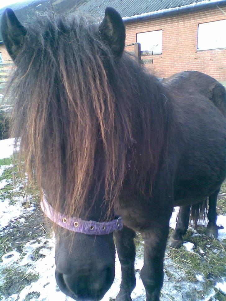 Shetlænder Trunde - Trunde med kolde føder.. uha..  billede 3