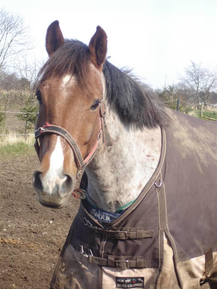 Welsh Cob (sec D) Goya **solgt** - det er min pony goya<3<3<3 billede 1